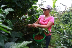 Nexo hará el primer censo de empresas cooperativas de Honduras